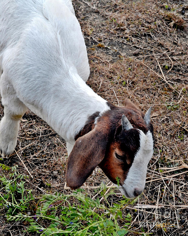 Goat Photograph - Baby Goat by Jeff McJunkin