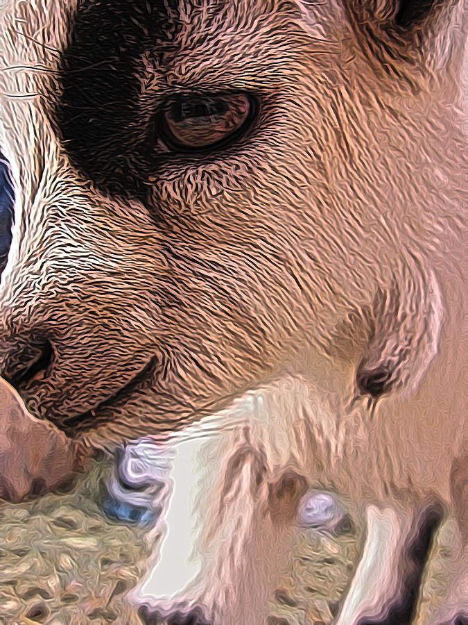 Sheep Digital Art - Baby Goat by Jen  Brooks Art