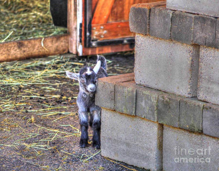 Animal Photograph - Baby Goat by Jimmy Ostgard