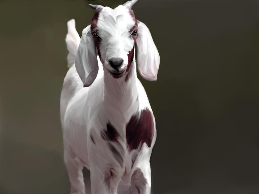 Animal Digital Art - Baby Goat by Karen Sheltrown