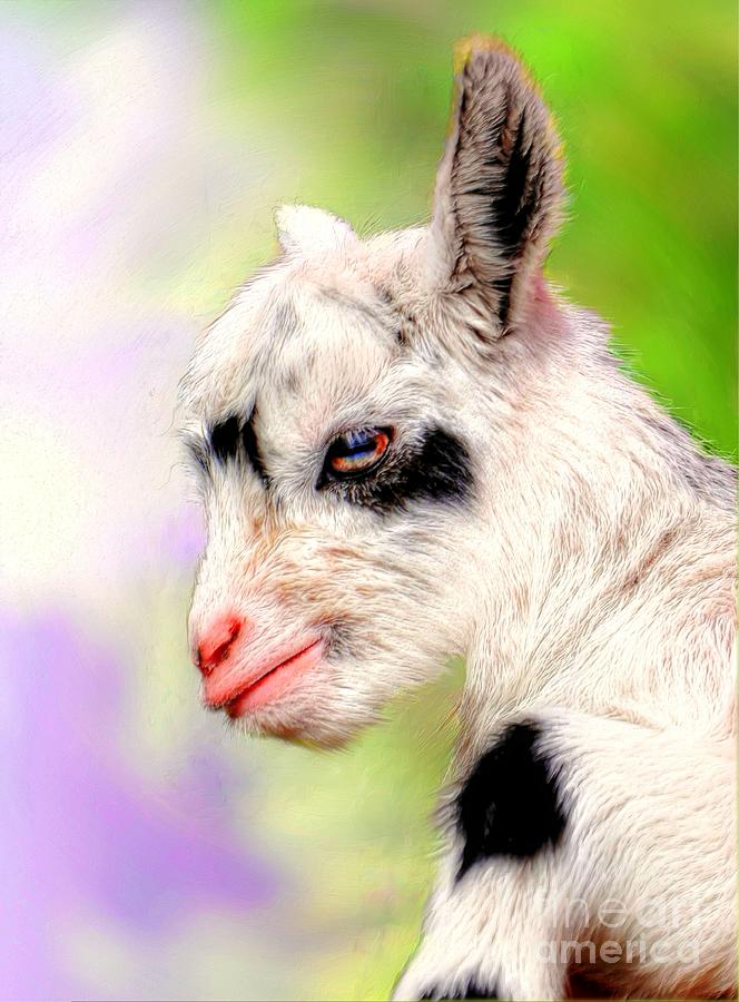 Baby Goat Photograph by Savannah Gibbs