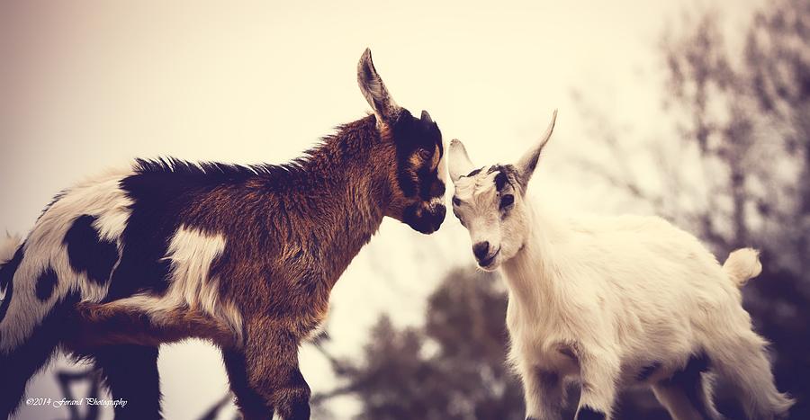 Baby Goats  Photograph by Debra Forand