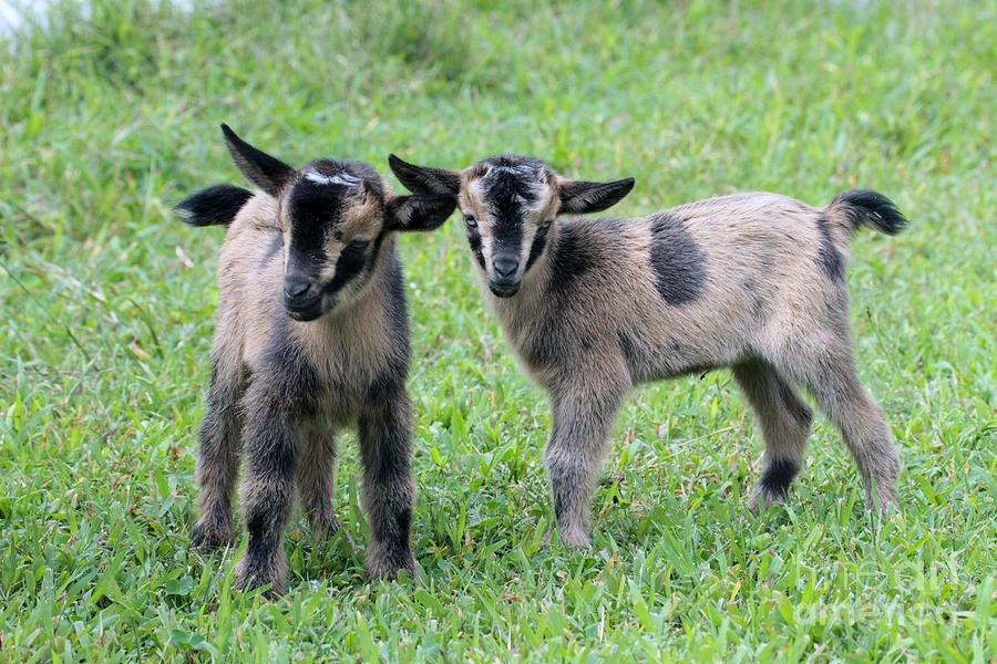 Baby Goats 4 of 8 Photograph by Dwight Cook