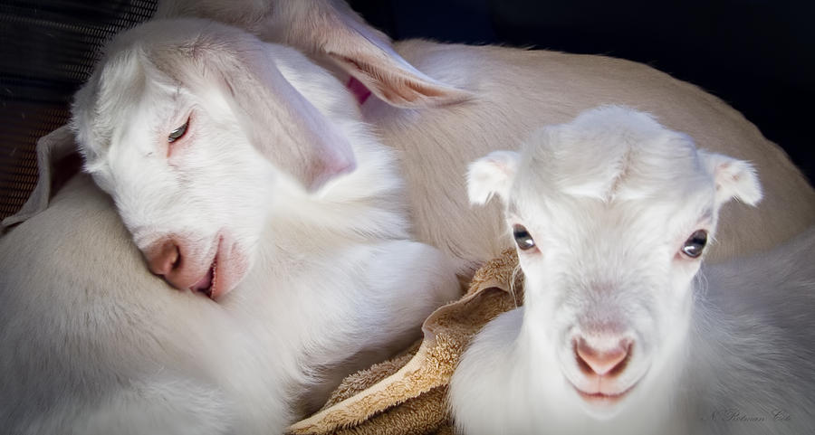 Baby Goats Napping Photograph by Natalie Rotman Cote
