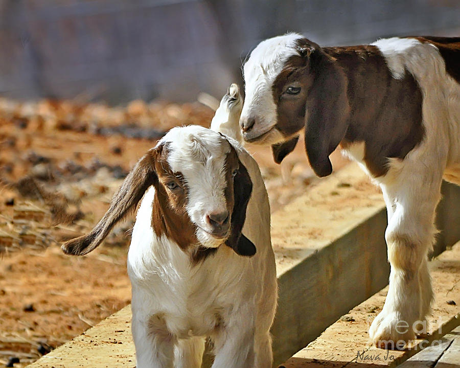Baby Goats Photograph by Nava Thompson