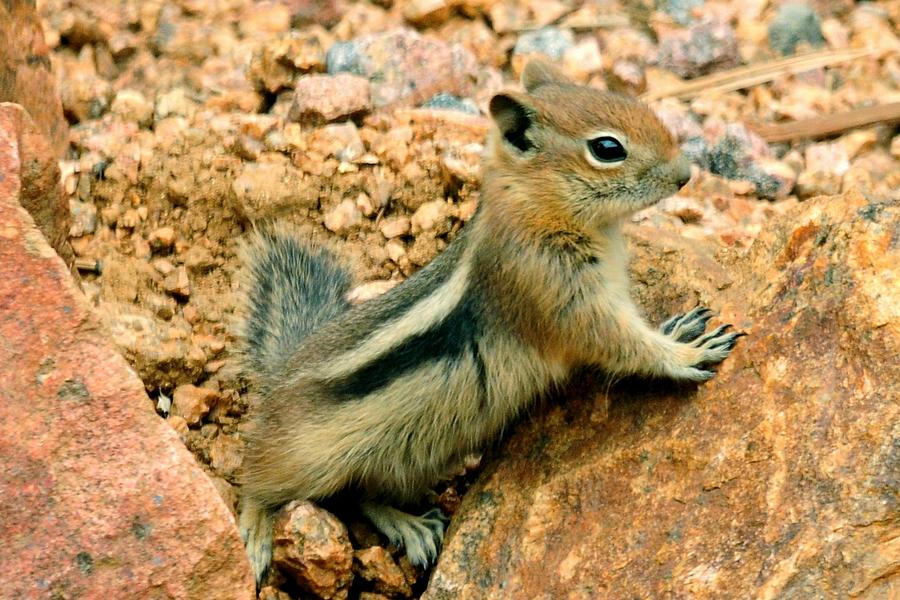 Baby Golden-mantled Ground Squirrel Photograph by Marilyn Burton