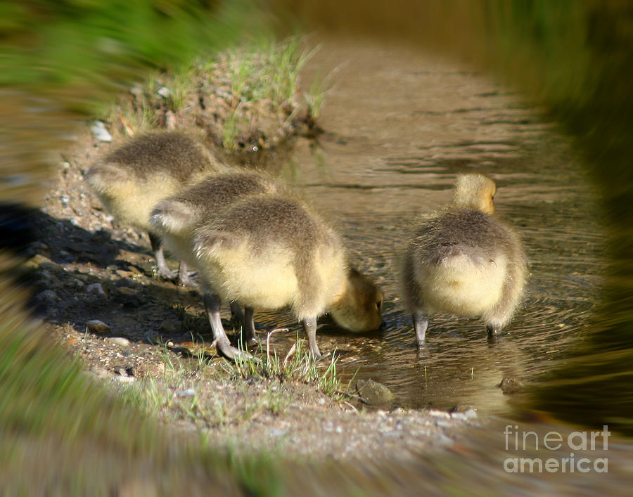 Goose Photograph - Baby Goose Butts by Smilin Eyes Treasures