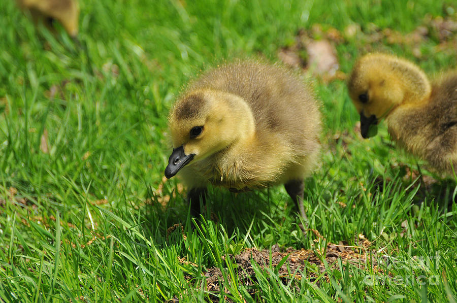 Baby Goose Too Cute Photograph by Paul Ward - Fine Art America