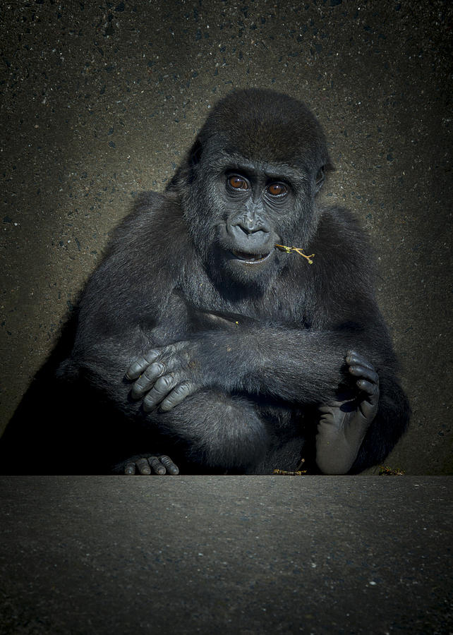 Baby Gorilla Photograph by Chris Smith