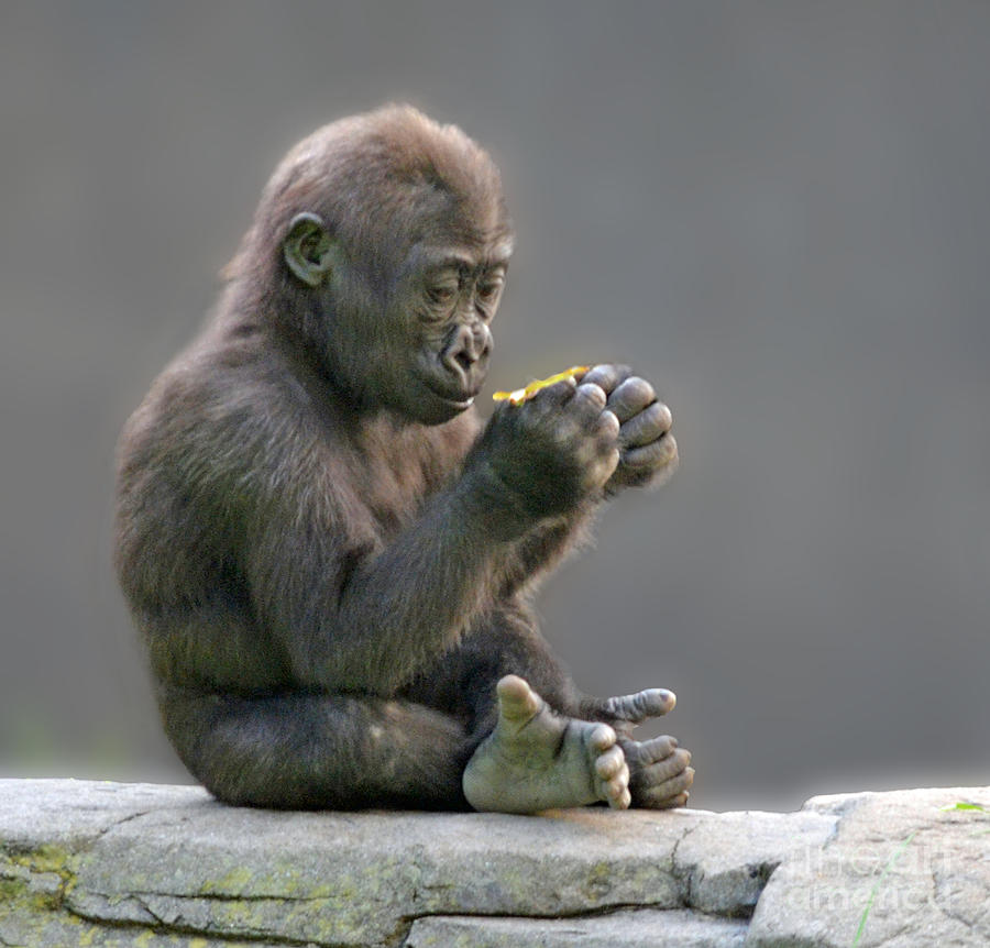 Ape Photograph - Baby Gorilla Examining a Weed by Jim Fitzpatrick