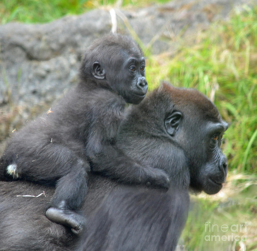 Baby Gorilla Going for a Ride  on Mommys Back Photograph by Jim Fitzpatrick