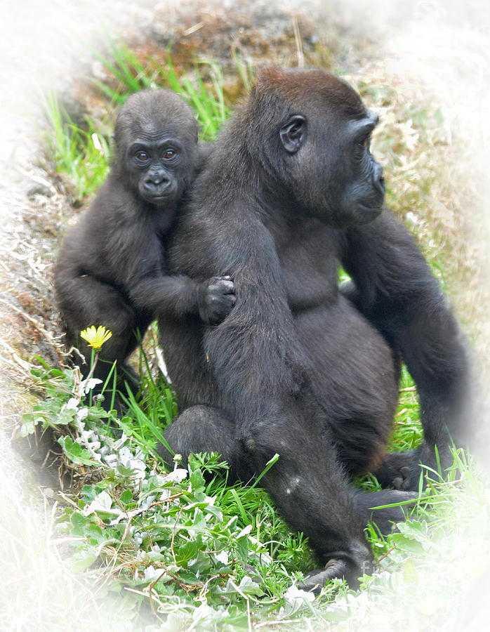 Ape Photograph - Baby Gorilla Holding onto His Mommy by Jim Fitzpatrick
