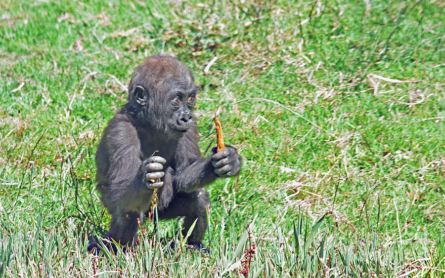 Baby Gorilla Playing Hunter Photograph by Jim Fitzpatrick