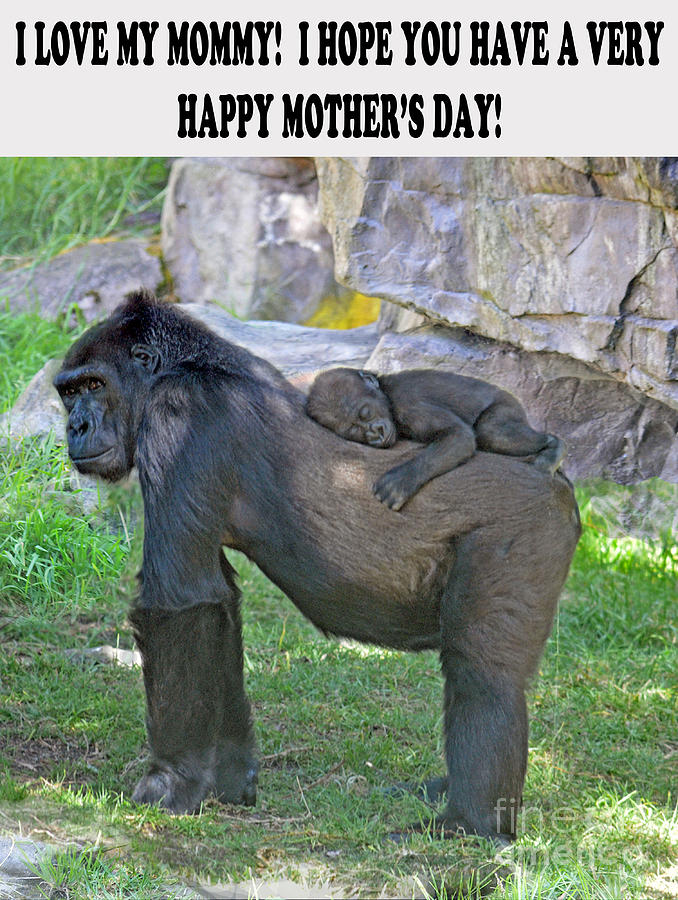 Baby Gorilla sleeping on Mommys Back Mothers Day Version Photograph by Jim Fitzpatrick