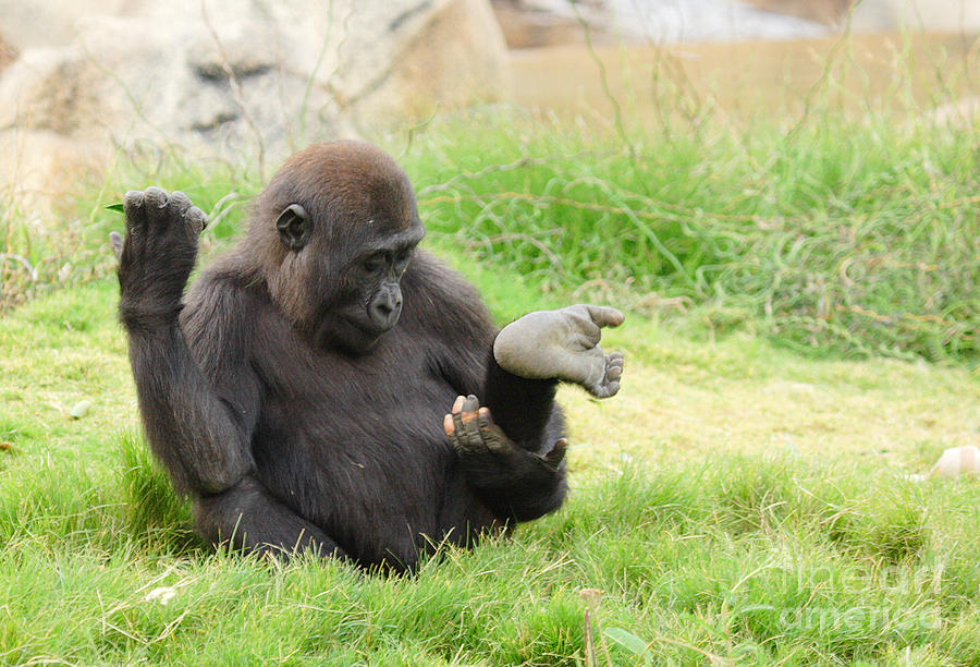 Baby Gorilla Photograph