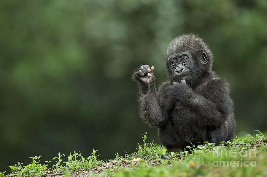 Baby Gorillia Photograph by Linda D Lester