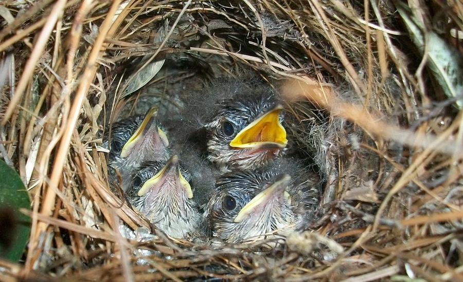 Baby Grass Birds Photograph by Misty Robinson - Fine Art America