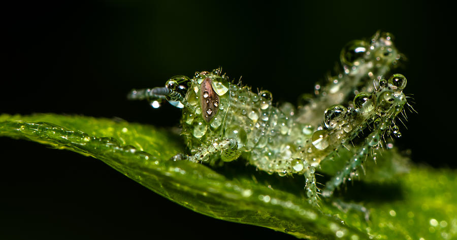 Baby Grass Hopper Photograph by Tin Lung Chao