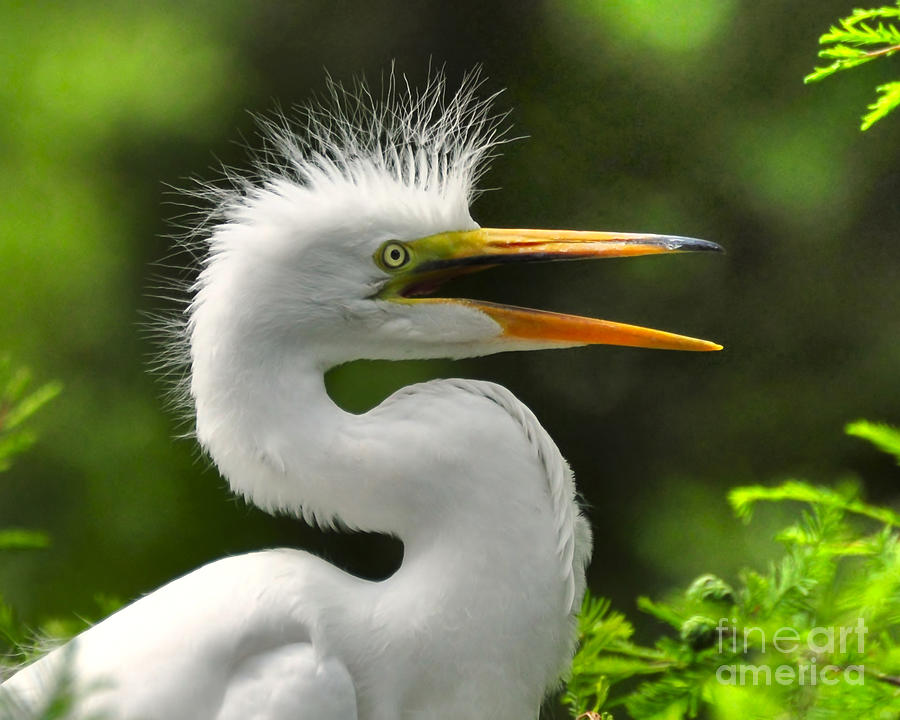 Baby Great Egret Portrait Photograph by Kathy Baccari