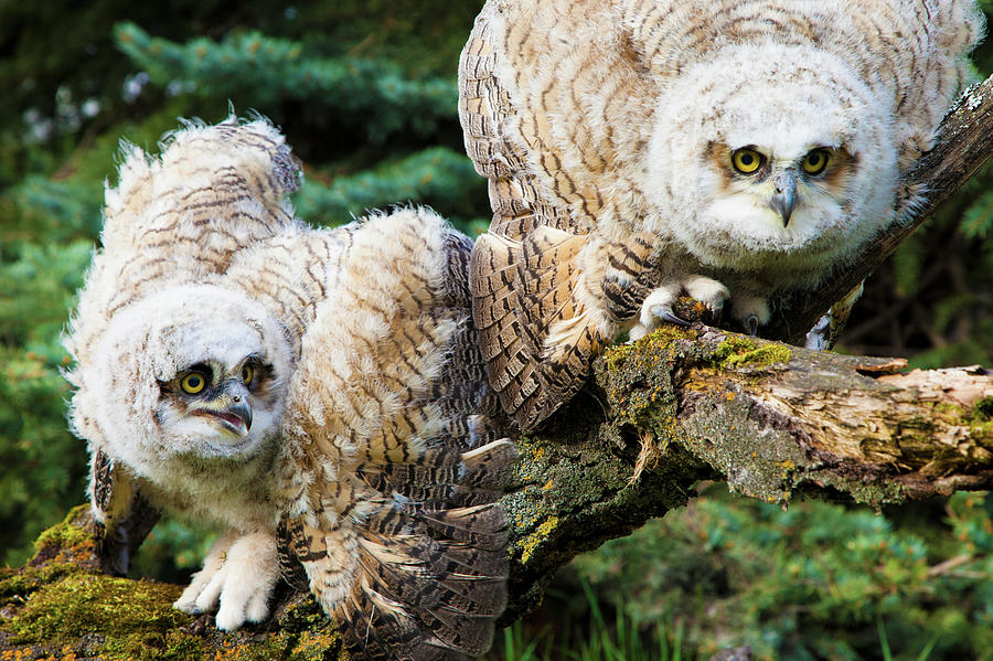 Baby Great Horned Owls Bubo Virginianus Photograph by Steve Nagy / Design Pics
