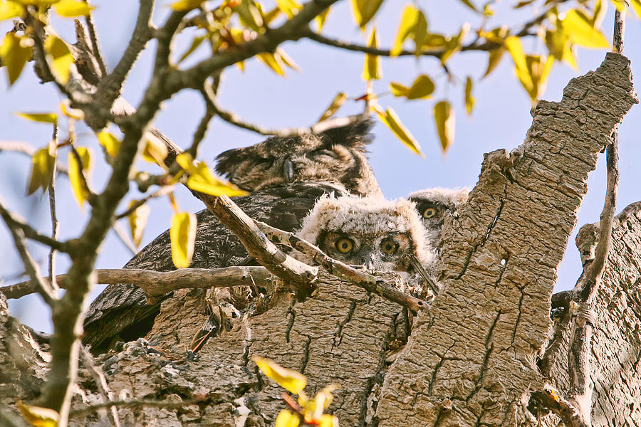 Baby Great Horned Owls in Nest Photograph by Peggy Collins