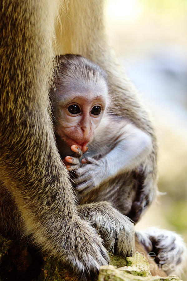 Baby green monkey - Barbados Photograph by Matteo Colombo