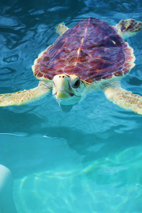 Baby Green Turtle Photograph