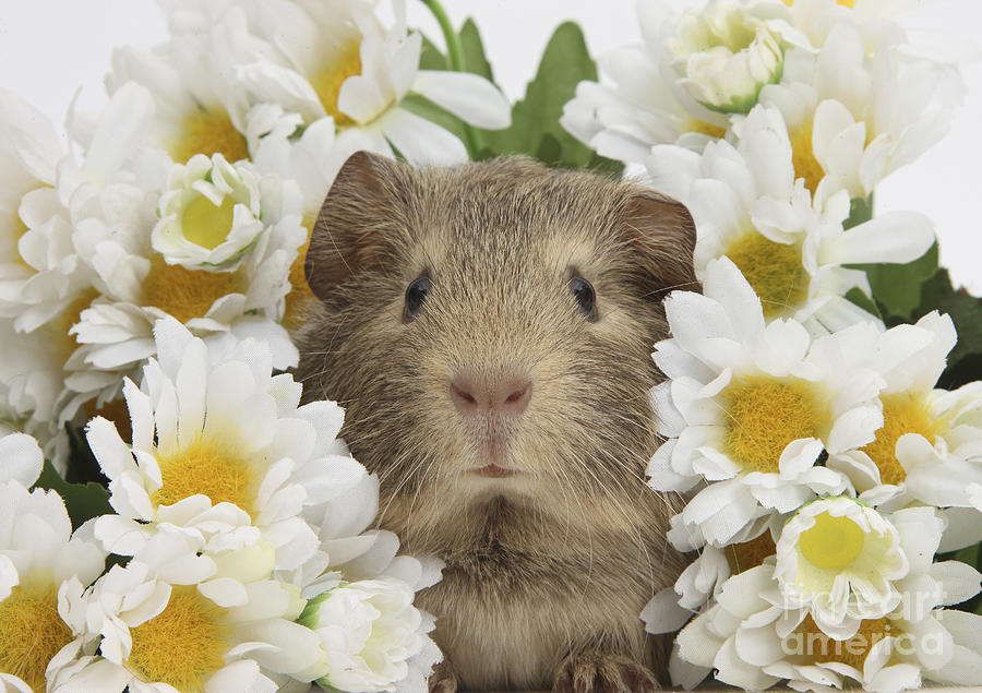Baby Guinea Pig Among Daisy Flowers Photograph by Mark Taylor