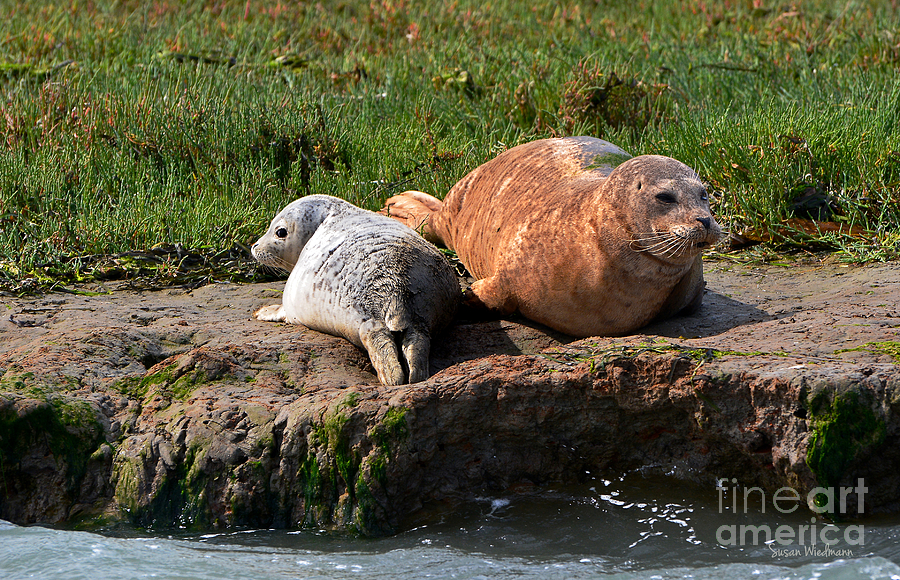 Animal Photograph - Baby Harbor Seal with Mother by Susan Wiedmann