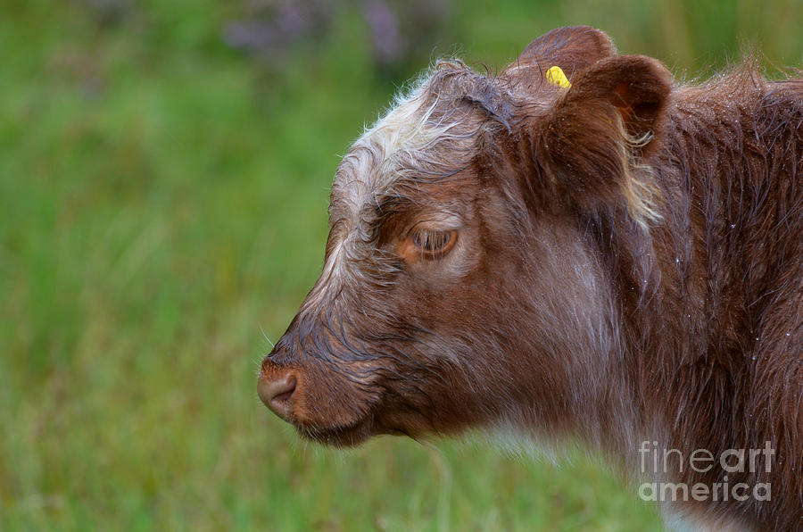 Baby Highland Cow Photograph by DejaVu Designs