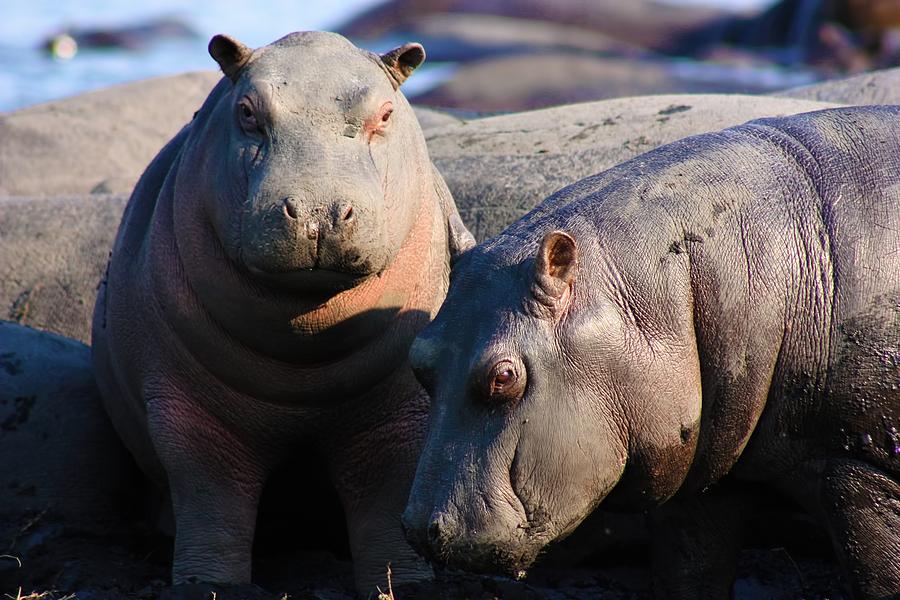 Hippopotamus Photograph - Baby Hippo by Amanda Stadther