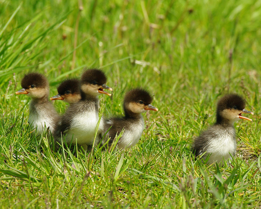 Baby Hooded Mergansers Photograph by Gary OBoyle