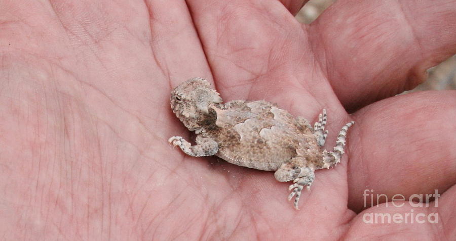 Baby Horny Toad Photograph by Marilyn Diaz