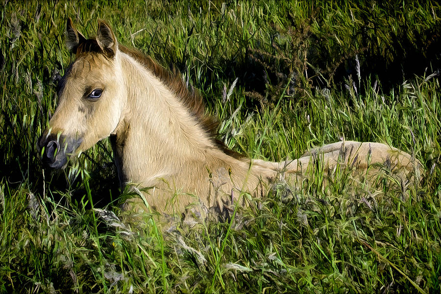 Baby Horse In Field Photograph