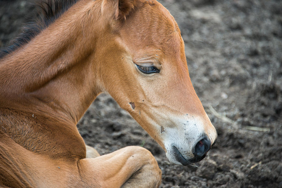 Baby Horse Photograph by Joye Ardyn Durham