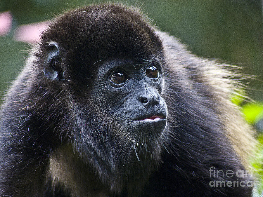 Ape Photograph - Baby Howler Monkey  by Heiko Koehrer-Wagner
