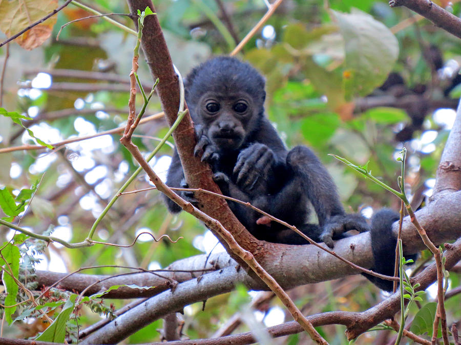 Baby Monkey Photograph - Baby Howler Monkey by Melanie Beckler Baby Monkey Photograph - Baby Howler Monkey by Melanie Beckler