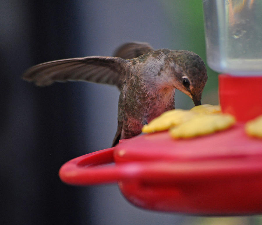 Baby Hummingbird Annas At Feeder Photograph by Jay Milo