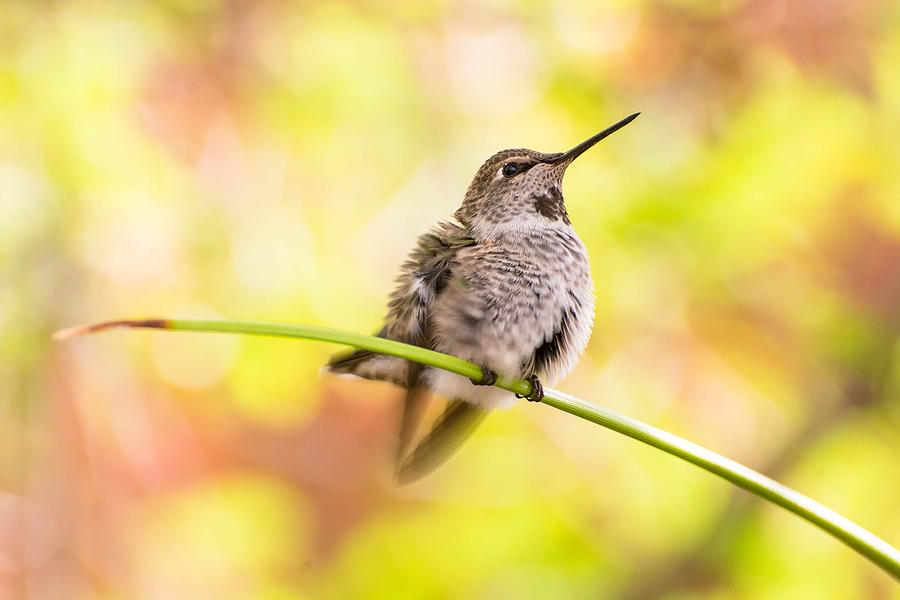 Baby Hummingbird Photograph by Michael Moriarty Baby Hummingbird Photograph by Michael Moriarty