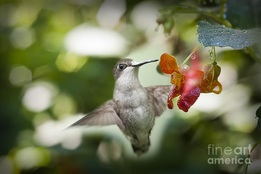 Baby hummingbird near flower Photograph by Dan Friend