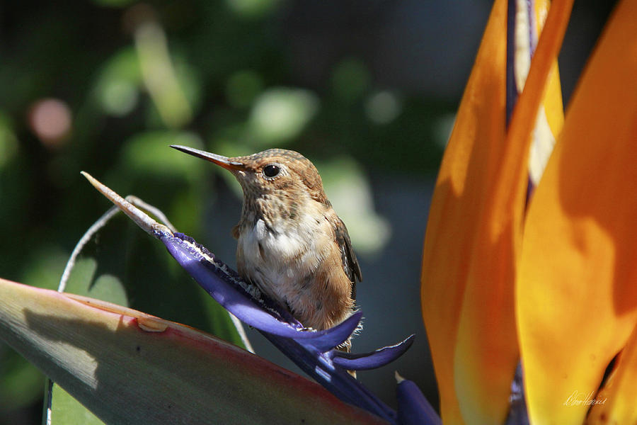 Baby Hummingbird on Flower Photograph by Diana Haronis