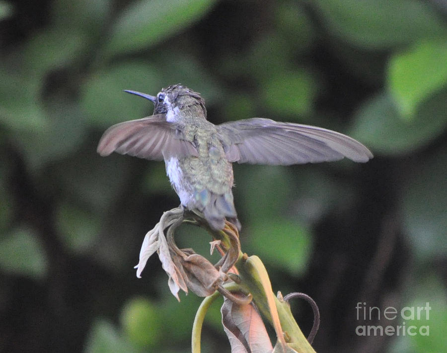 Baby Hummingbird On Plant Photograph by Jay Milo