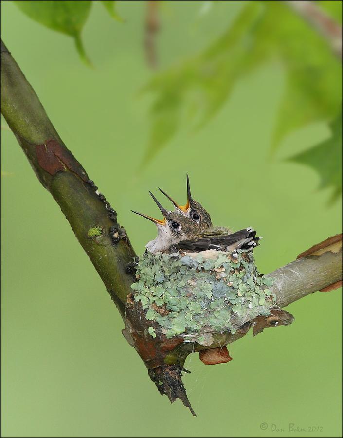 Baby Hummingbirds Photograph by Daniel Behm