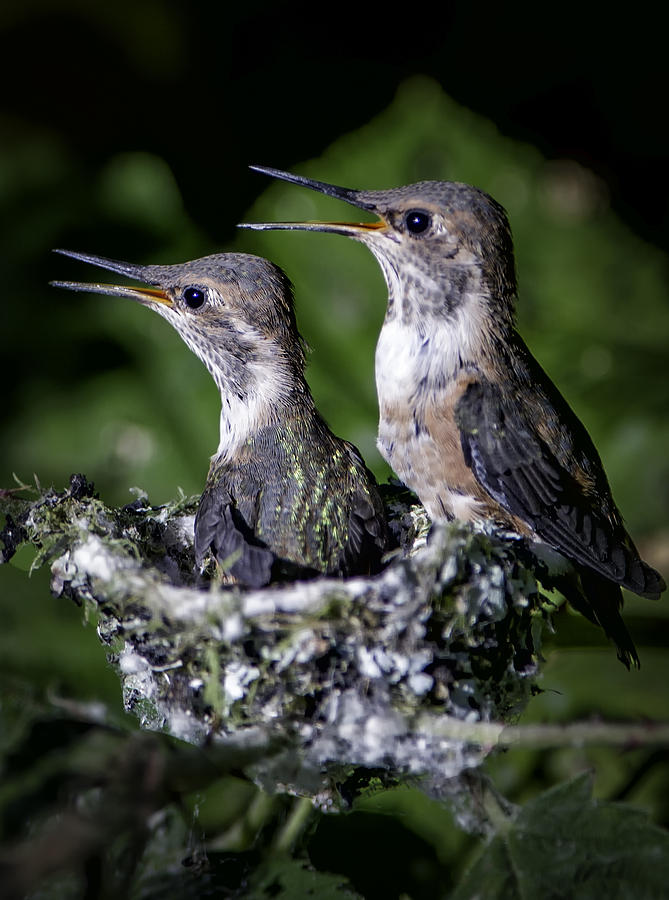 Baby Hummingbirds Photograph