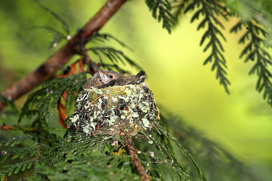 Baby Hummingbirds in a Nest Photograph by Peggy Collins