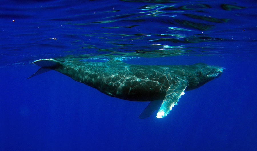 Baby Humpback Whale Curiosity Photograph by Neil Chirico | Pixels