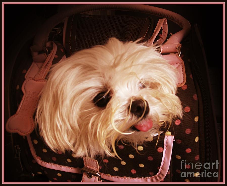Dog Photograph - Baby In A Bag Maltese Puppy by Margaret Newcomb