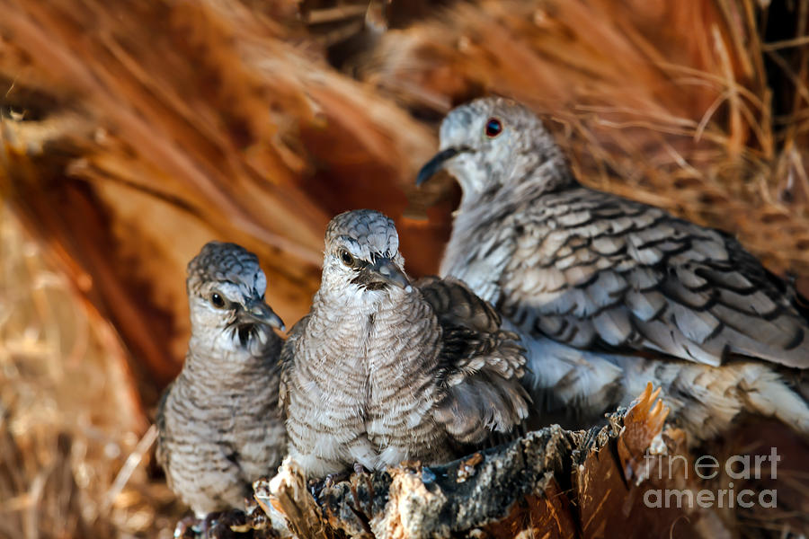 Baby Inca Doves Photograph by Robert Bales
