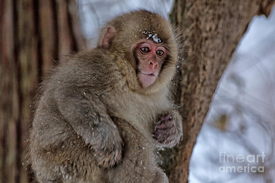 Baby Japanese Macaque Photograph by Natural Focal Point Photography