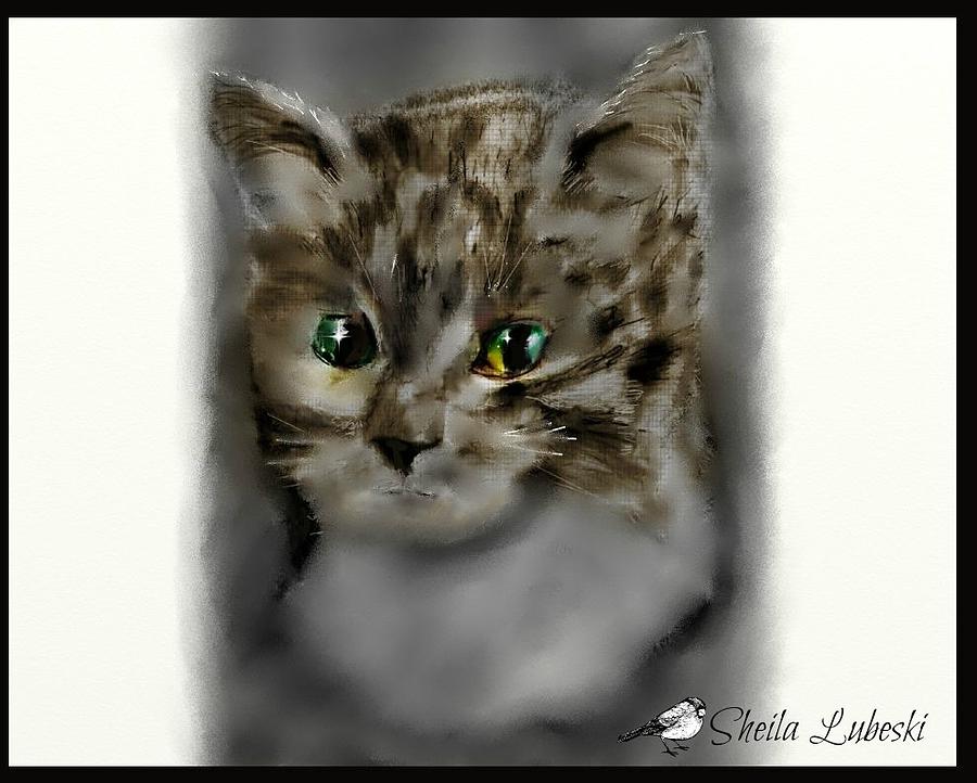 Baby Kitten Drawing by Sheila Lubeski